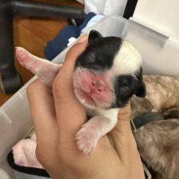 Boy 2 - Gold and white male Shih Tzu puppy in Ft Mc Coy, Florida from Everlasting Shih Tzu