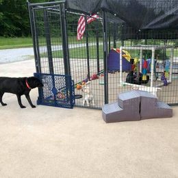Labrador Retriever Puppies from Harvest Moon Farm