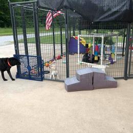 Labrador Retriever Puppies from Harvest Moon Farm