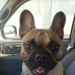 French Bulldogs from Beckum Bulldogs