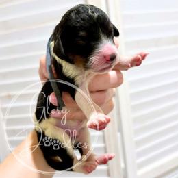 Blue - Tri-color male Bernedoodle puppy in Rockwall, Texas from Glory Doodles