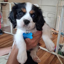 Blue collar, Buddy - Tri-color male Cavalier King Charles Spaniel puppy in Colorado Springs, Colorado from True Love Colorado Cavalier King Charles Spaniels