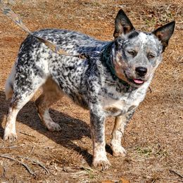 ENVY - Australian Cattle Dog