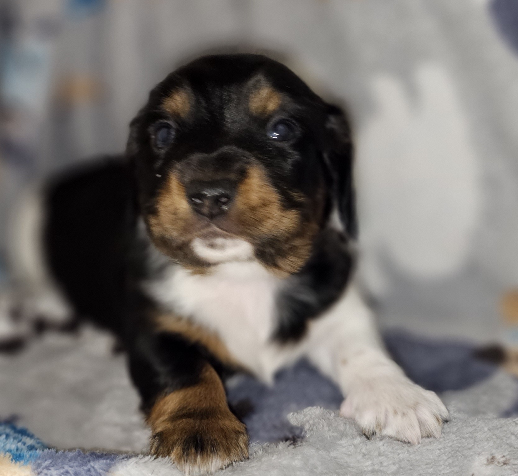 Dachshund and Poodle Puppies from Norman's Mini doxies