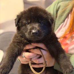 Gawain-Brown - Black male German Shepherd puppy in Medical Lake, Washington from Nine Realms German Shepherds