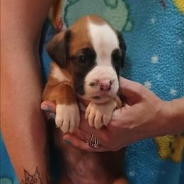Baxter - Fawn male Boxer puppy in Cannon Falls, Minnesota from Pattys Boxers and Bulldogs