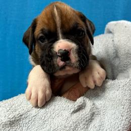 Owen - Fawn male Boxer puppy in Elyria, Ohio from Just-A-Wyn Boxers