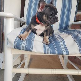 English Bulldog and French Bulldog Puppies from AdoraBull Bulldogs