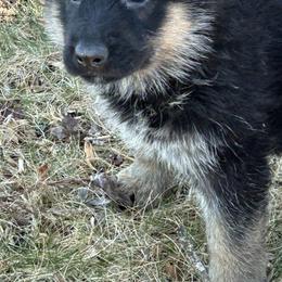 Moana - Black and tan female German Shepherd puppy in Stanardsville, Virginia from Majestic K9 LLC