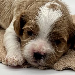 Snack - Blenheim male Cavapoo puppy in Cedar City, Utah from Cedar Sprout Puppies