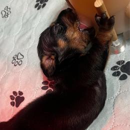 Mr. Black.  AKC - Black and tan male Dachshund puppy in Miami, Florida from Maitime Dachshund