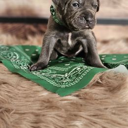 Green-Straw carrier - Gray male Cane Corso puppy in Fritch, Texas from Carrie Brown's Cane Corsos