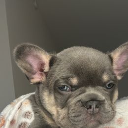 French Bulldog Puppies from Kehaulani Crittle