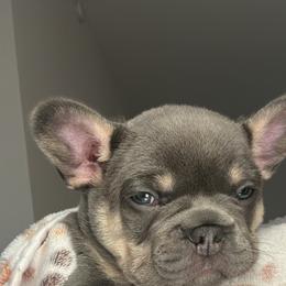 French Bulldog Puppies from Kehaulani Crittle