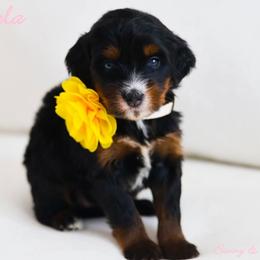 Hela - Phantom female Bernedoodle puppy in Diamond Bar, California from Furrytaildoodles