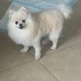 Carl - Pomeranian