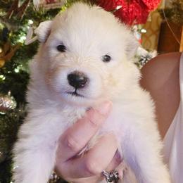 Red - White male Samoyed puppy in San Antonio, Texas from Hill Country Samoyeds