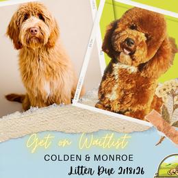 Goldendoodle puppies from Country Hills Doodles