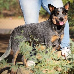 Kimi (AKC) - Australian Cattle Dog