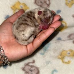 Chocolate merle boy - Chocolate merle male Pomeranian puppy in Eagle Pass, Texas from Texas Tumbleweed Poms