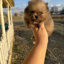 Red - Orange sable male Pomeranian puppy in Ector, Texas from BB Pomeranians