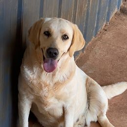 MUSTANG SALLY - Labrador Retriever