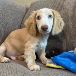 Colt - Cream male Dachshund puppy in Menifee, California from TeenieWeenieDoxies