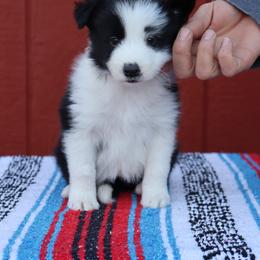 AKC Grand Champion Sired (Fatty) - Black female Border Collie puppy in Noble, Oklahoma from CheckItOut Border Collies