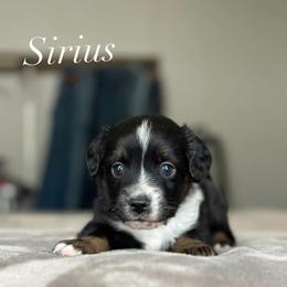 Sirius - Black tri male Miniature American Shepherd puppy in Greenwood, Indiana from Barnaby’s Barn Dog’s