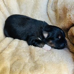 Boy 2 - Black tri-color male Australian Shepherd puppy in Oklahoma from DRB Dachshunds