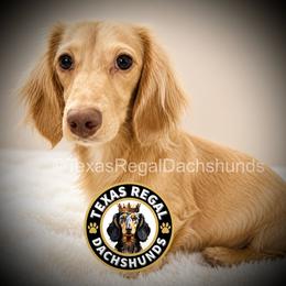 Peaches - Dachshund