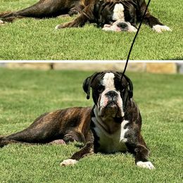 Boxer All Grown Up from McGallion’s Boxers