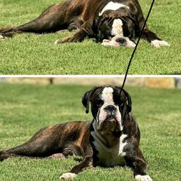 Boxer All Grown Up from McGallion’s Boxers