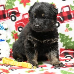 Yellow collar - Bi-color female German Shepherd puppy in Ramsey, Illinois from Haus-Farr German Shepherds
