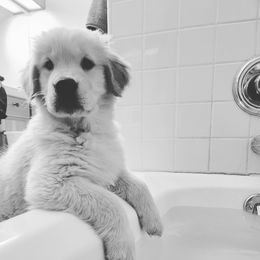 Golden Retriever Puppies from DoubleTake Goldens