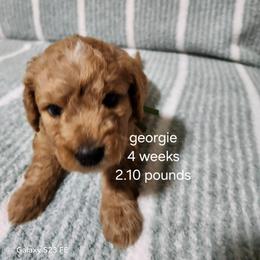 Green collar, Georgie - Apricot female Goldendoodle puppy in Fairmount, Indiana from Capens' Doodles,Poodles and Poo's