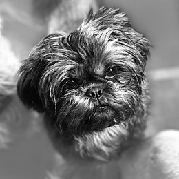 Ursula - Shih Tzu