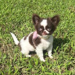Maui - Chocolate and white female Chihuahua puppy in Gloucester, Virginia from Charlotte's Web of Chihuahuas