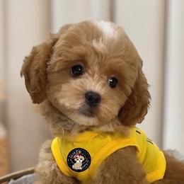 Companion Crosses, Maltese, Maltipoos, Poodles, and Shihpoos from GlamPaw Maltipoos
