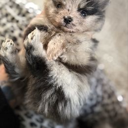 Freckles - Black male Pomeranian puppy in El Sobrante, California from Little Lovers Kennels, LLC