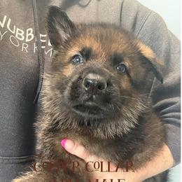 Copper Collar - Sable male German Shepherd puppy in Canterbury, Connecticut from Nachtwaechter German Shepherds, LLC