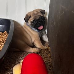 Navy - Fawn male Pug puppy in Baylis, Illinois from Cameo's Pugs