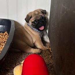Navy - Fawn male Pug puppy in Baylis, Illinois from Cameo's Pugs