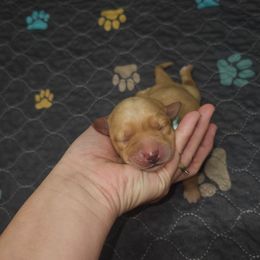 Europa - Yellow female Labrador Retriever puppy in Elloree, South Carolina from Moonlight Kennels LLC