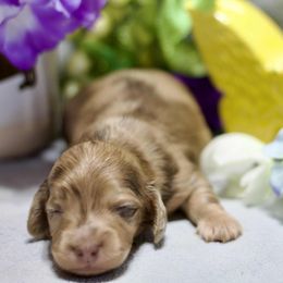 Patrick - Dapple male Dachshund puppy in Bellville, Ohio from JK Mini Doxies