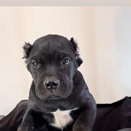 Girl 2 - Black female Cane Corso puppy in Byron, Georgia from Kero Corsos
