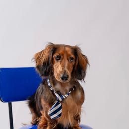 Dachshund Puppies from EntityDachs