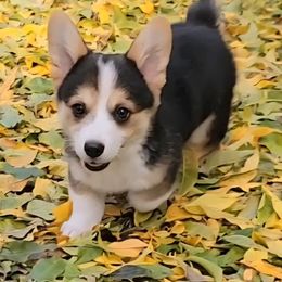 Silver bandana boy - Black and tan male Pembroke Welsh Corgi puppy in Cherokee, Oklahoma from MCS Farms-OK