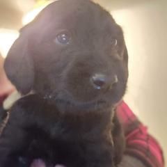 Double Doodle Puppies from Christina's Double Doodles