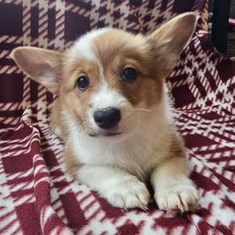 Girl 2 - female Pembroke Welsh Corgi puppy in Castle Rock, Washington from Heckman Corgis